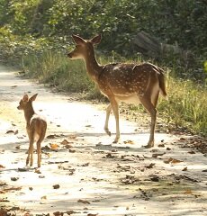Dudhwa National Park