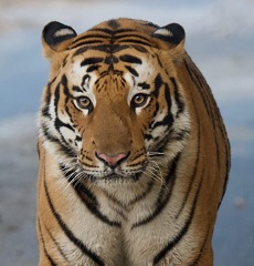 Pilibhit Tiger Reserve