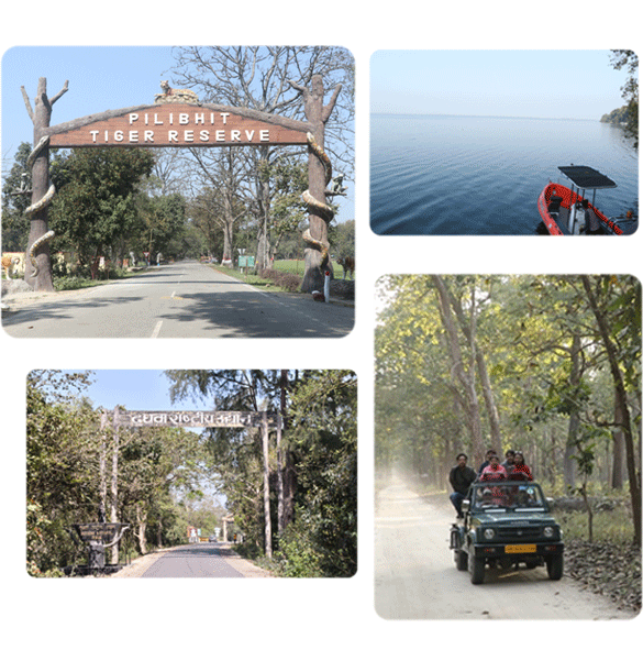 About Dudhwa Royal Safari