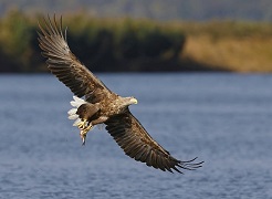 Bird Watching in Dudhwa National Park