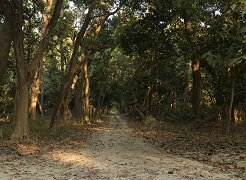 Explore Nature Walks of Kishanpur Wildlife