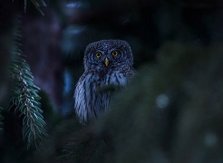Bird Watching in Pilibhit Tiger Reserve