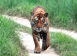 Tiger Sighting in Kishanpur wildlife sanctuary