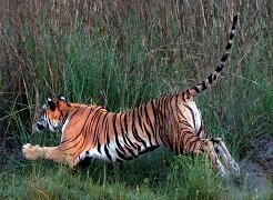 Tiger Jump in Pilibhit Tiger Reserve