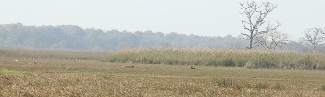 Kishanpur Wildlife Sanctuary