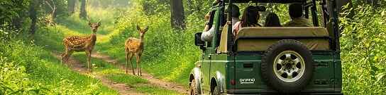 jungle safari enquiry