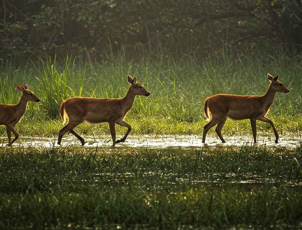 Spotted deer during jungle safari