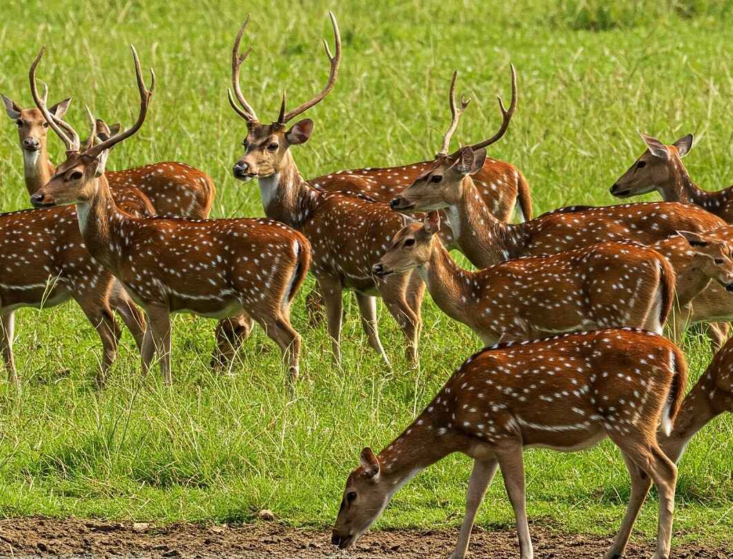 Swamp deer during jungle safari