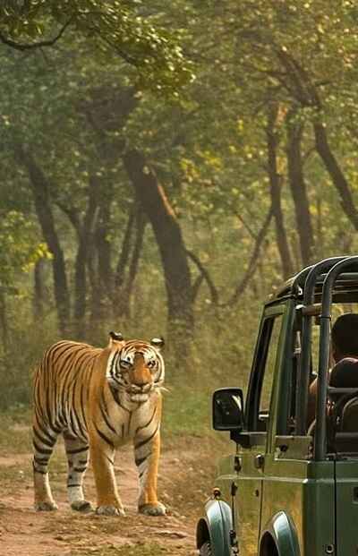 Review Rating Jungle Safari